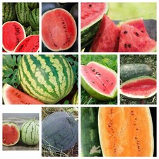 Watermelon Seeds Collection, NON-GMO, 9 Varieties, Heirloom,  picture