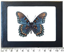 Limenitis arizonensis blue red spotted purple verso butterfly AZ framed picture