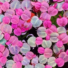 60+ Leaf Red Root Floaters Live  Aquarium Floating Plant Buy 2 Get 1 Free picture