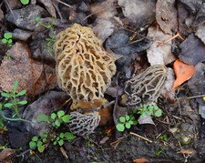 FIRST Backyard Morel Mushrooms Grow Kit - Morel Habitat Kit ® picture