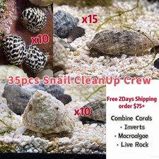 40-75Gal Saltwater Snail Reef Clean Up Crew Comb-Remove Cyno Diatom Hair Algae picture