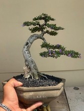 Real Pict Desmodium Blue Bell Bonsai Tree Small Size picture