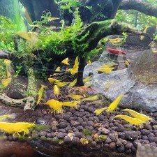 20 +2 YELLOW COLOR CULL NEOCARIDINA AQUARIUM SHRIMP FOR BEGINNER SHRIMP KEEPER picture