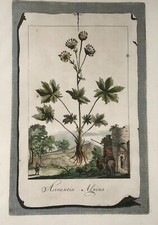 1696 Astrantia Alpina, large folio, botany, Abraham Munting, large folio picture