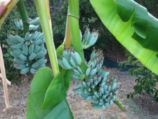 -Musa-ICE CREAM (BLUE JAVA)- Live Banana Tree-SMALL ROOTED STARTER PLANT- picture