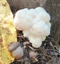 Lion's Mane 'Klondike' Hericium erinaceus Mycelium Liquid Culture 10+ml New Wild picture