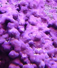 4oz LIVE Coralline Algae Purple and Pink, Seed New Reef Tank or Add To Existing picture