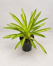 Rare Guzmania ‘Ice Cream’ Variegated Bromeliad Live Plant – 4-Inch Pot picture