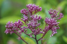 200 SWEET JOE PYE WEED SEEDS | 2026 SALE  NON GMO HEIRLOOM picture