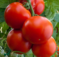 Tomato FLORIDADE Determinate Heirloom Slicing Hot Climates USA Non-GMO 100 Seeds picture