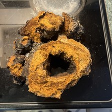 Northern Minnesota CHAGA chunks - 1.08LB PREMIUM MUSHROOM TEA ORGANIC picture