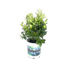 2.5 Qt Duke Blueberry Plant – Northern Highbush, Large Crisp Berries, Year-Round picture