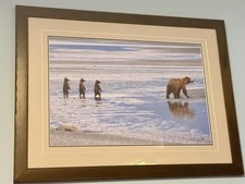 Thomas D. Mangelsen Limited Edition signed 814/2500 Bear Watch Framed picture