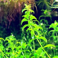 Pearl Weed (Hemianthus micranthemoides) (25+Stems) BUY 2 GET 1 FREE RANDOM PLANT picture
