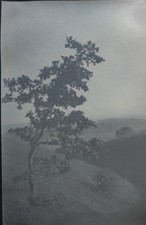 3 Antique Gelatin Silver Landscape Photos – Mist Trees Mountains c.1920s picture