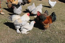 6+ Large Breed Brahma Fertile Chicken Hatching Eggs - Variety of color picture