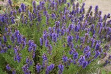 1500 Hyssop Hyssopus officinalis Seeds ~ Non-GMO Heirloom Culinary and Medicinal picture