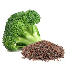 Organic non-GMO Waltham 29 Broccoli Seeds Sprouting Sprouts Microgreens 1 pound picture