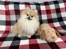 Snuggle Puppy Heartbeat Toy - Reducing Anxiety and Sleep Training in Young Dogs picture