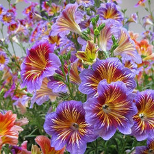 100 Rare Chilean Morning Glory Seeds - Mixed Flower Garden Climber Bloom Plant picture