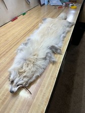 ARCTIC TANUKI  Gorgeous Soft Tanned  Slight Damage  # 1 Grade picture