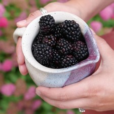 Proven Winners® Taste of Heaven® Blackberry Shrub Live Plant Well Rooted picture