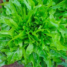 Royal Oakleaf Lettuce Seeds 500+ SEEDS  NON-GMO  --BUY (4)  ITEMS  picture