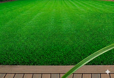 10,000 Emerald Zoysia Grass Seeds –  Lawn Turf ~  Drought & Heat Tolerant picture