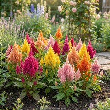 Celosia MIXED PAMPAS PLUME Striking Colors Cut & Dried Flowers Non-GMO 500 SEEDS picture