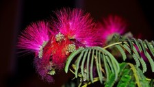 Pink Mimosa  Seedling Silkworm Albizia Julibrissin Live Plant .5 - 1 Ft. Tall picture