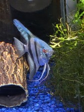 Philippine Blue Angelfish About Dime Size. 6 For 34.95 picture