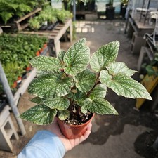 begonia  Snow Capped 4 In Pot picture