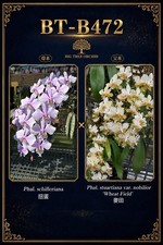 Phalaenopsis (schilleriana ‘扭蛋’ x stuartiana ‘香黄史’) picture