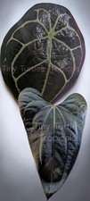 Anthurium Rare Dark Bundle: Doc Block Minerva x Bumpy Forgetti and Mr Worldwide picture