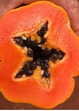 Red Lady Papaya Tree 1.5-3 Ft picture