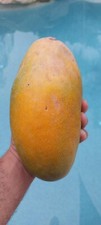Big 7Gal Dwarf LANCETILLA Grafted Rare MANGO Tree Pot Ship UPS picture