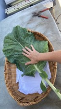 TREE COLLARD SEEDS - 100+ seeds - California variety “MONTARA”  - 7 feet tall  picture