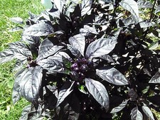 Black Pearl heirloom Hot pepper 10 seeds RARE heirloom BEAUTIFUL BLACK LEAVES picture