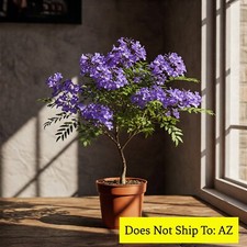 Jacaranda Tree Live Plant Mimosifolia Flowering Purple 1 Gal Pot 1-2 Feet Tall picture