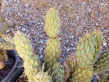 *BLUE OPUNTIA* Miqueliopuntia miquelii Pricky Pear Cactus *3-inch Cutting* picture