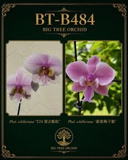 Phalaenopsis schilleriana (复古脈M2 x 银狼梅子脈) picture