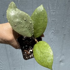 Hoya sp.  menak (super silver, blushes pink) 💖 picture
