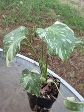 Thai Constelation Monstera Live Plant 9” inch Fully Rooted plant picture