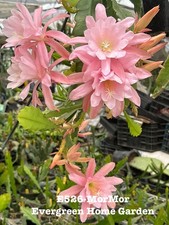 Rooted Epiphyllum Orchid Cactus “MorMor” Growing In 4” Starter Pot. picture