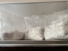 1 pound Premium Blue Oyster Mushroom colonized Grain Spawn picture