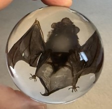 Real Bat In Round Resin Block Oddities Halloween Weird Strange Mystical Science picture