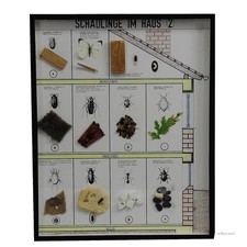 Great Vintage School Teaching Display of Household pests picture