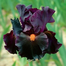 Dracula's Kiss Iris Plant Quart Pot, Dark Black Purple Flowers, Perennial picture
