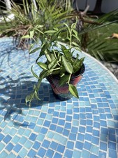 Hoya bella louis variegated - Rooted Live 7 Stems Growing In Talavera 3” Pot picture