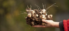 Jerusalem Artichokes tubers Sunchokes  10 tubers freshly dug plant or eat picture